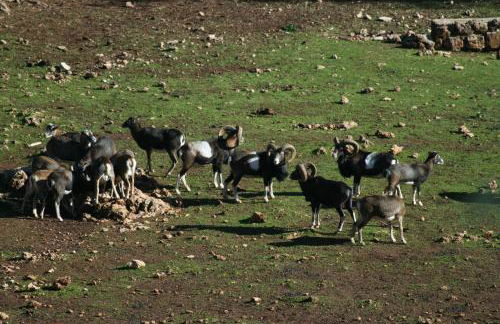 Apartamentos mirasierra plaza - Foto 9