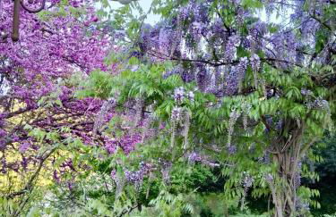 Sambuco di Sopra - Foto 6