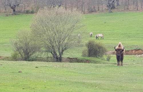La Cabaña - Foto 40