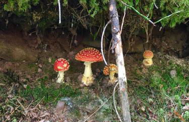 Blackforest Apartment - Foto 26