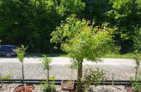 Leśne Wzgórze nad Soliną - Foto 32