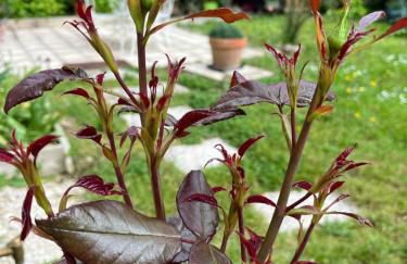 L'Atelier d'Olga - Homillesime - Foto 59