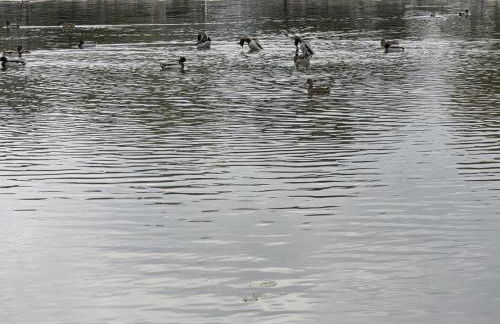 3BR 2BTH Waterfront Vacation Rental on Riverwalk to Downtown McHenry with Pier - Foto 11