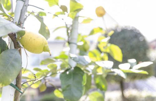 Appartamenti Federica - Foto 7