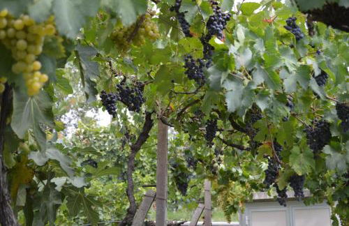 Cascina Graziosa - Foto 49