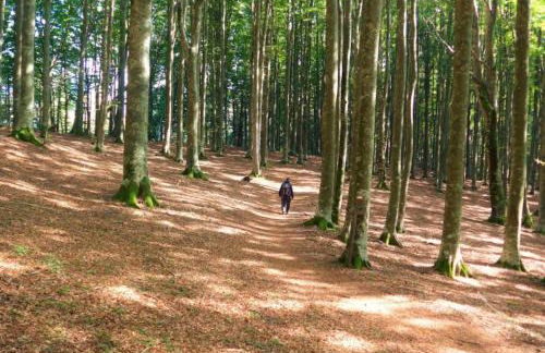 Gli Aristogatti - Foto 34