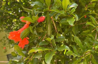 Villa Loukia - Foto 41