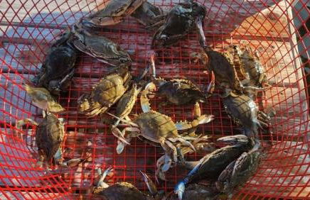 Luxury Beach Cottage With Private Beach - Foto 43