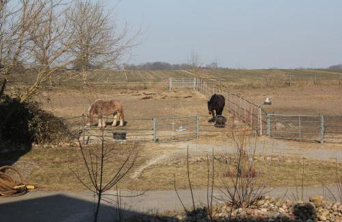 Ferienwohnung Pusteblume - Foto 3
