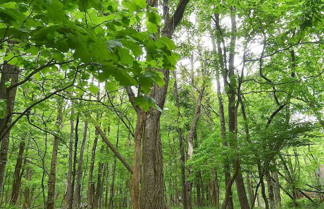 Woods Song - Natures Promise - Foto 21