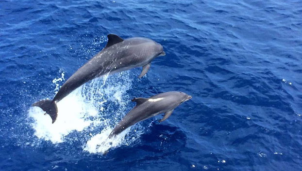 Observation de dauphins au sud de Majorque - Photo 3