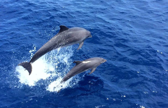Observation de dauphins au sud de Majorque - Photo 3