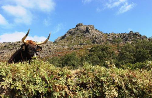 Beirais do Alvão - Foto 11