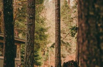 Blissful Solitude Cottage - Foto 14