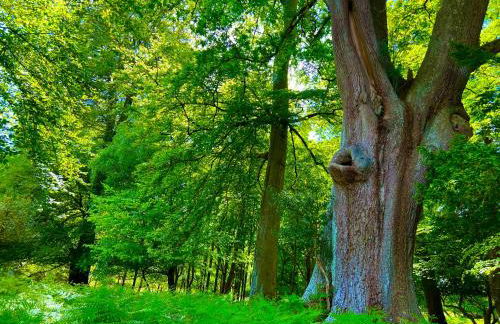 Jungle lodge - Photo 60