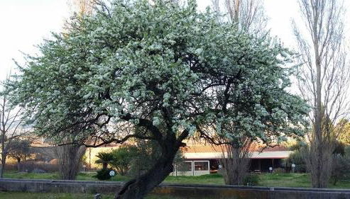 Il Pero Selvatico - Foto 2, Garden