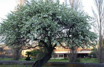 Il Pero Selvatico - Photo 2