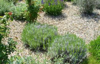 Rinidia Bio - Foto 24