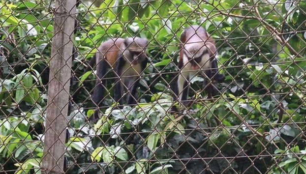 Meet the local population of Ebogo