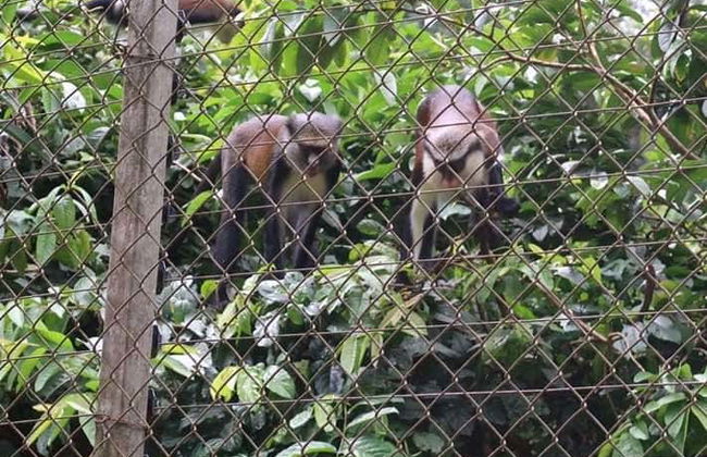 Excursion au Parc national de la Mefou et à la réserve forestière d'Ebogo - Photo 3