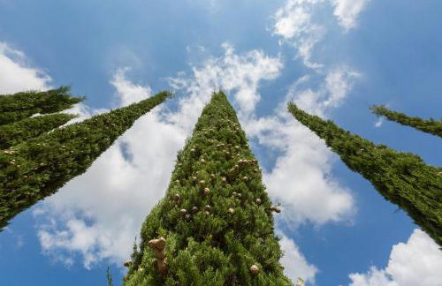 VILLA LIGUSTRO - Foto 20