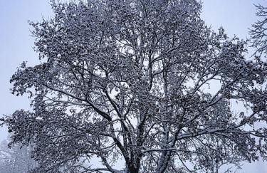 Schloss Stiege - Foto 13