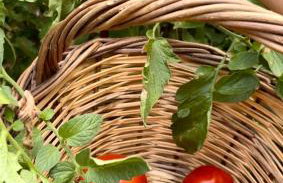 Reven Resort - Foto 19