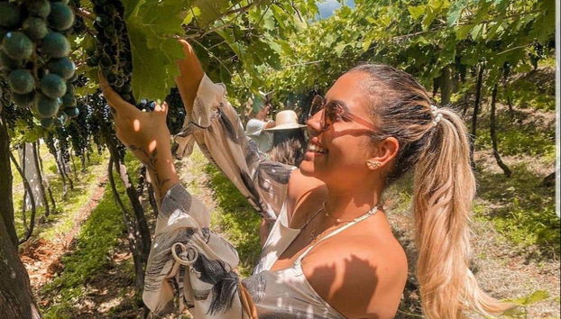 Colhendo as uvas da Vinícola Jolimont