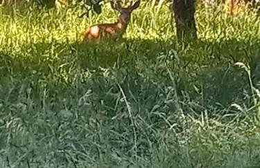 30 Peaceful Acres - Foto 35