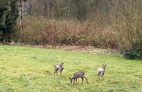 Ferienwohnung zwischen Wald und See - Foto 21