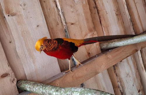 Ferienwohnung Goldfasan - Foto 40