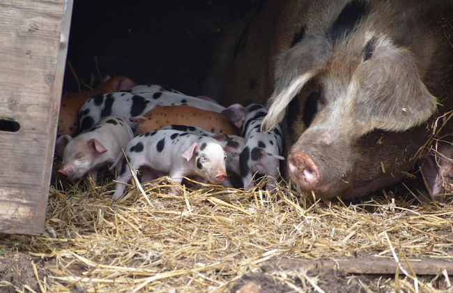 Mongolian Yurts Fordhall Organic Farm - Photo 37