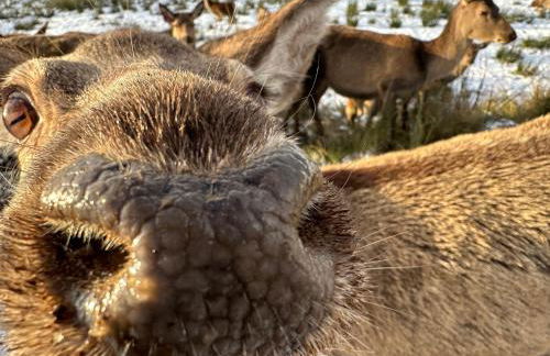 Antlers Rest - Foto 22