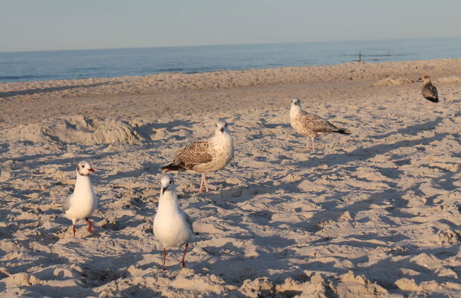 Cozy Apartment in Zingst Germany Near Beach - Foto 36