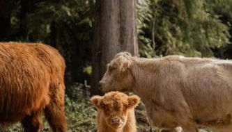 The Lodge at Highland Farms - Foto 5