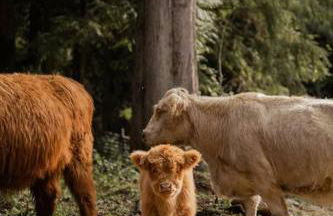 Highland Farms - Your Private Forest Farm - Foto 8