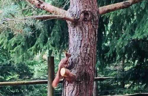 Sosnowy Zakatek - Foto 44