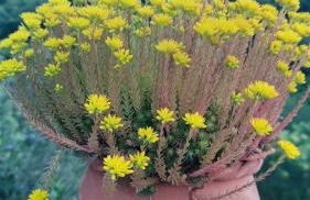 La Pezzuola 53 - Foto 58