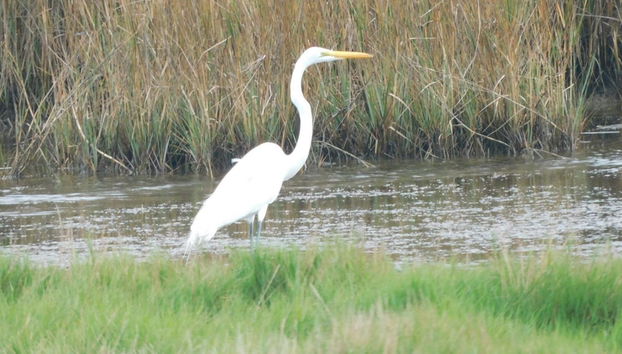 Birds I View by Miss Kitty’s - Foto 3, Servicios del alojamiento