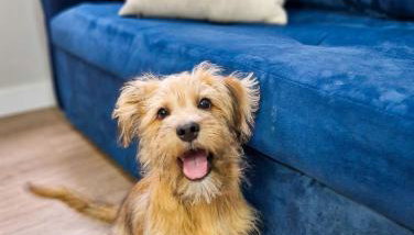 2 Quartos Família, Cama Queen, Petfriendly - Foto 5