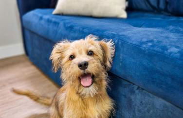 2 Quartos Família, Cama Queen, Petfriendly - Foto 5