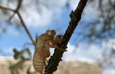 Mas Grenadine, magnifique villa du Piémont Cévenol - Photo 6
