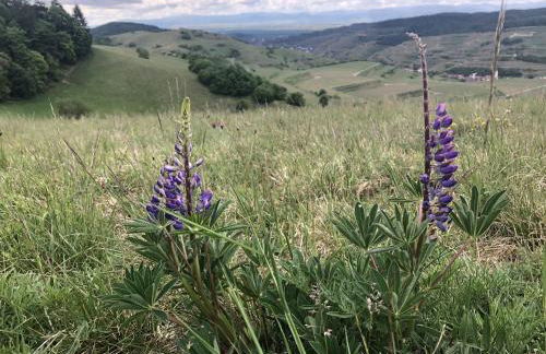 Ferienhaus Irene - Foto 36