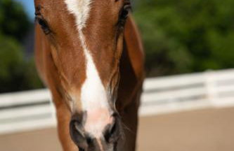 Gaja Top Apartment Horses, Nature Spa, Sea&Lake - Photo 6