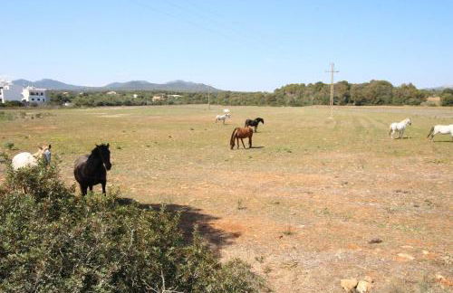 Can Alou ETV9643 - Foto 27