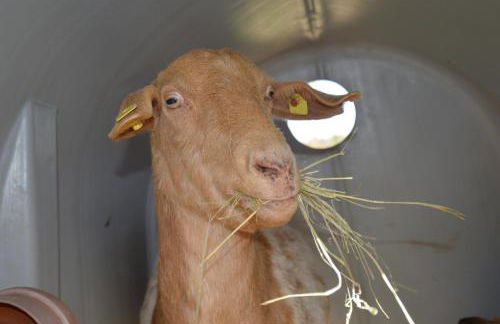 Kleine einzigartige Ferienwohnung auf dem Bauernhof, direkt in der Natur mit Blick auf Schloss Braunfels - Foto 40