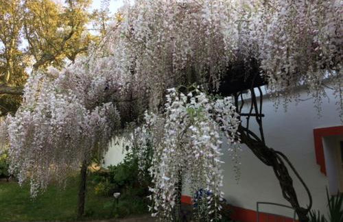 Monte do Rei Santo - Foto 13