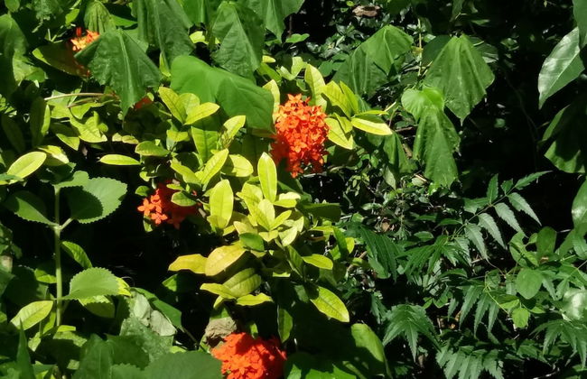 Condo Del Cielo - Foto 53