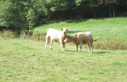 Gottschlich Apartment Schmallenberg - Foto 34