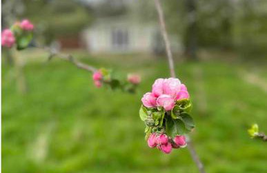 Palm Cottage - Foto 20